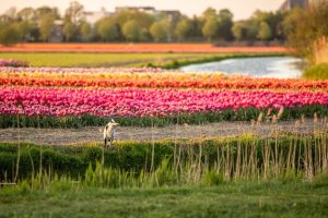 Netherlands gifts online